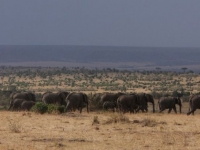 Sandavy Safaris