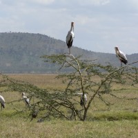 Kenya Wildlife - Birds