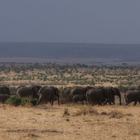 Kenya Elephant Herd
