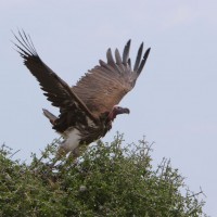 Kenya Bird Watching