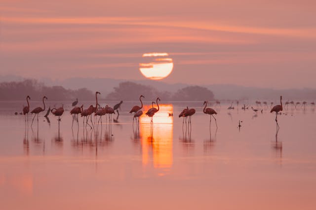 3 Day Flamingo Safari (Lakes Bogoria & Nakuru)