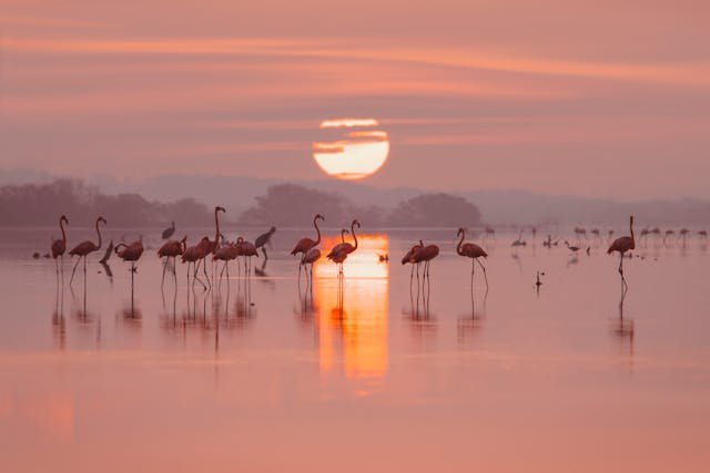 3 Day Flamingo Safari (Lakes Bogoria & Nakuru)