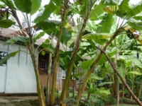 Sandavy Guest House - Kilimani