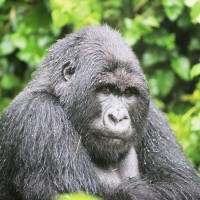 Uganda and Rwanda Gorilla Trek