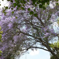 Jacaranda in Bloom