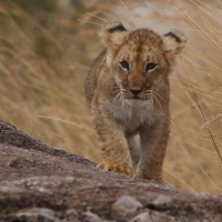 Kenya Baby Lion