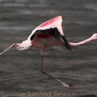 Kenya Flamingo