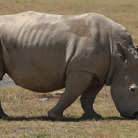 Kenya Rhinocerous