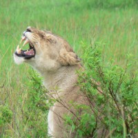 Kenya Lioness